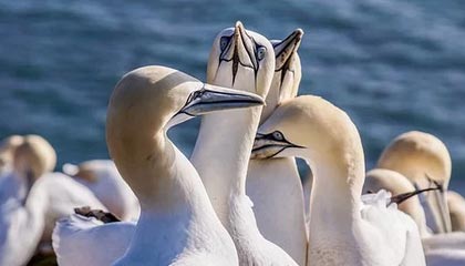 1xbet-亚冠联赛球童带上新设备 防疫细化至比赛用球